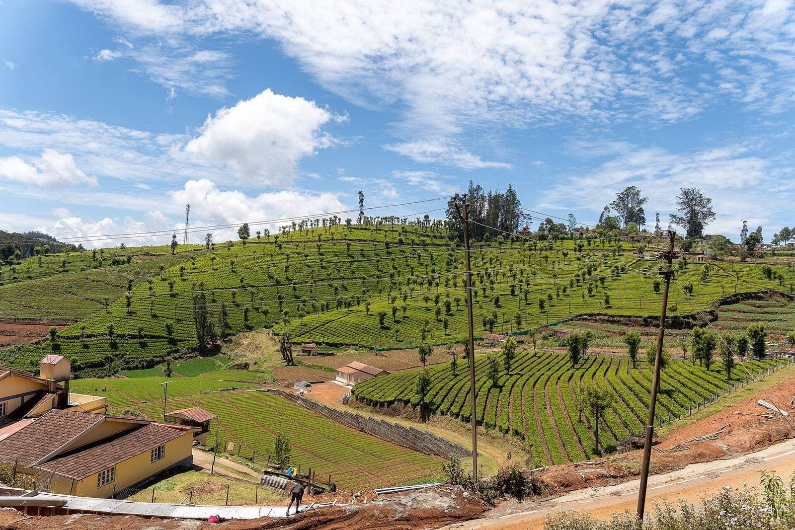 Rolling tea estates under a blue sky in the Nilgiris