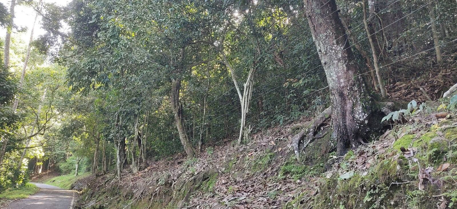 A quiet forest road in the Western Ghats