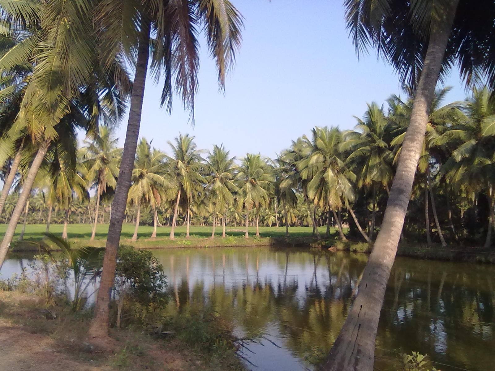 Coconut palms reflected in a canal in the Konaseema delta near Amalapuram