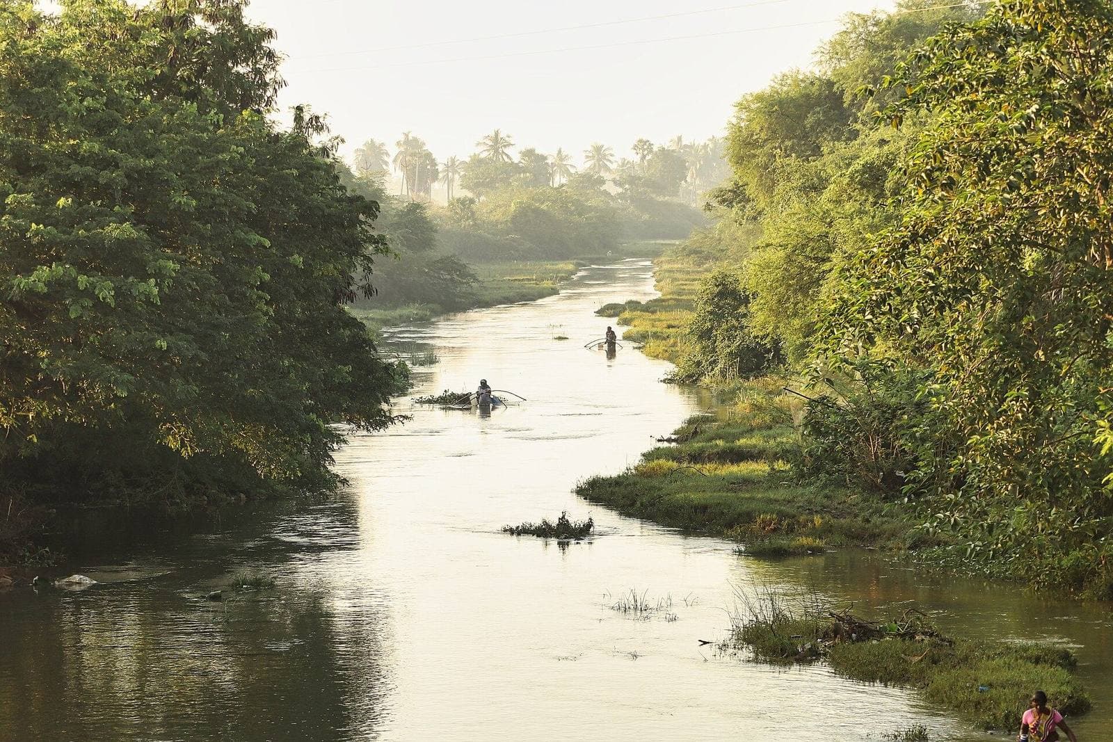 A river flowing between thick trees near Eluru