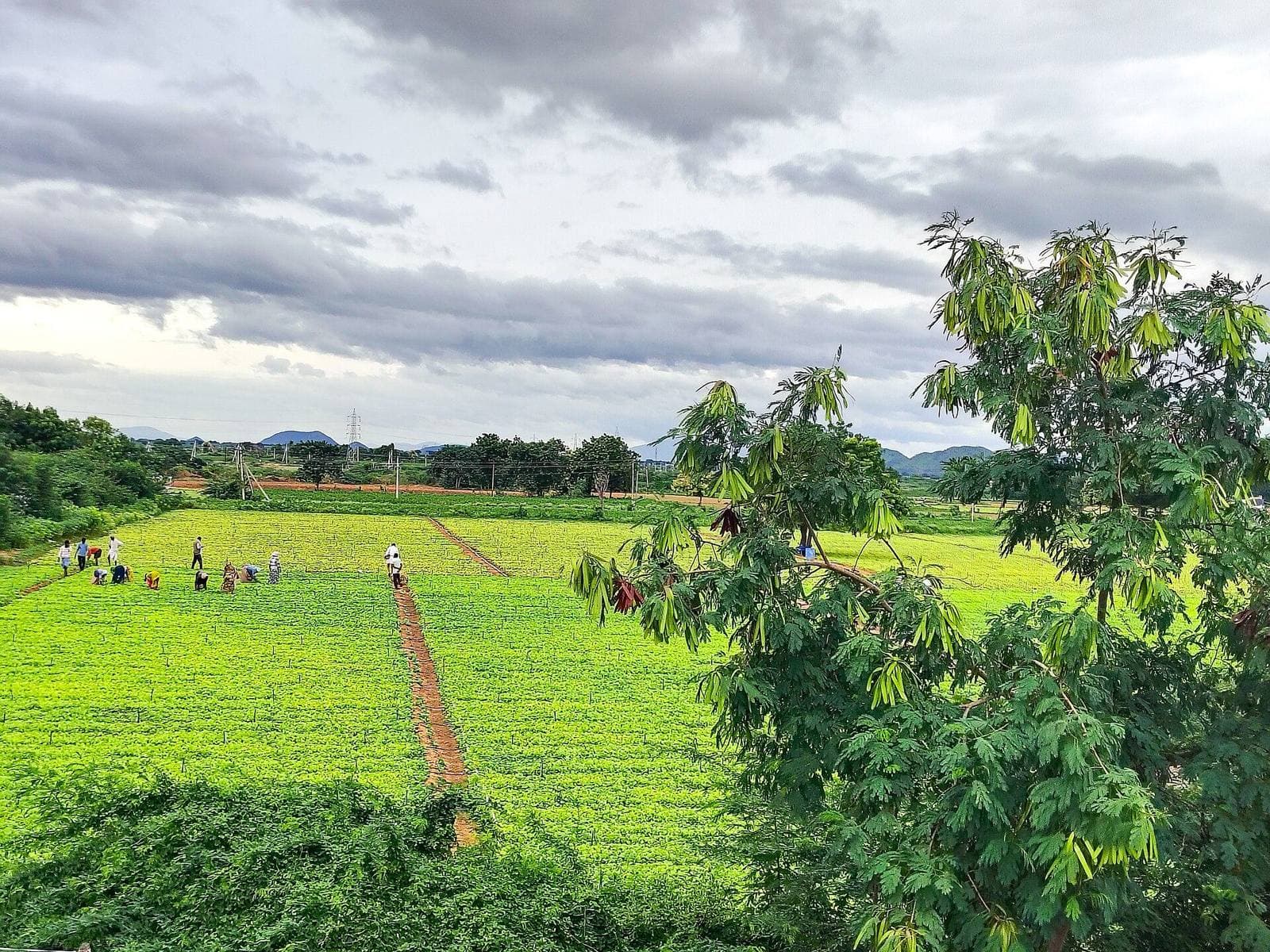 Green farmland and trees near Markapuram