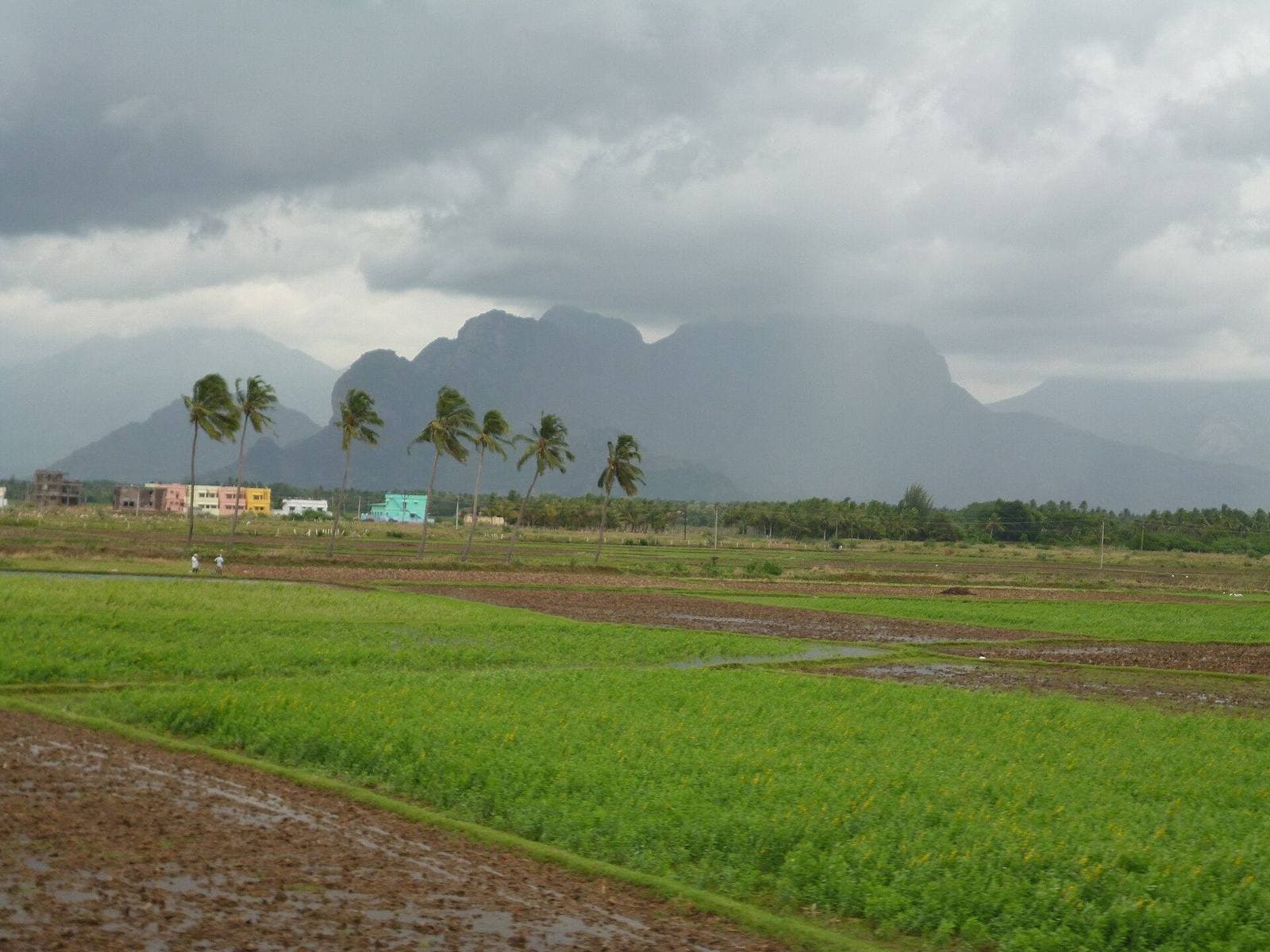 Rice fields below the hills of the Western Ghats near Nagercoil