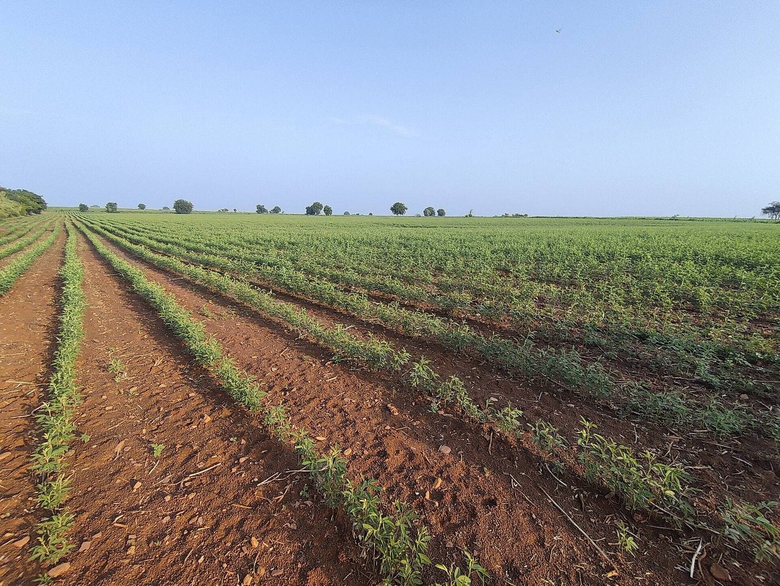 Rows of crops in red soil near Nandyal