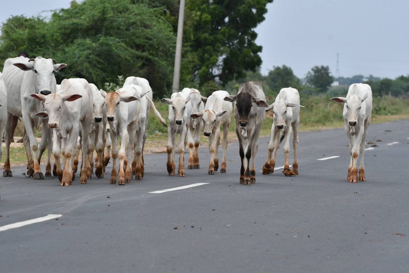 A herd of white Ongole cattle walking along a road