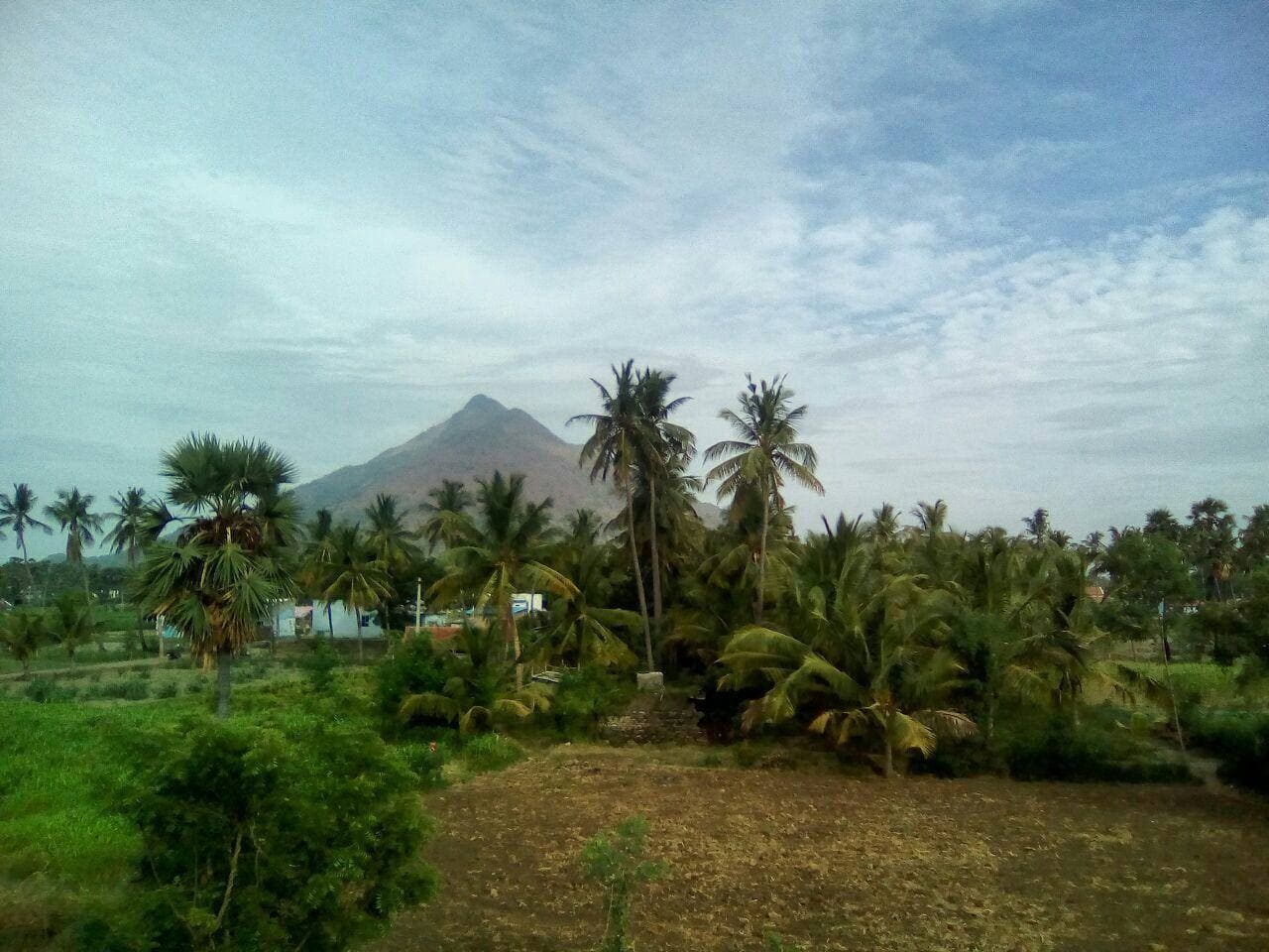Palm trees and a hill near Tirupattur