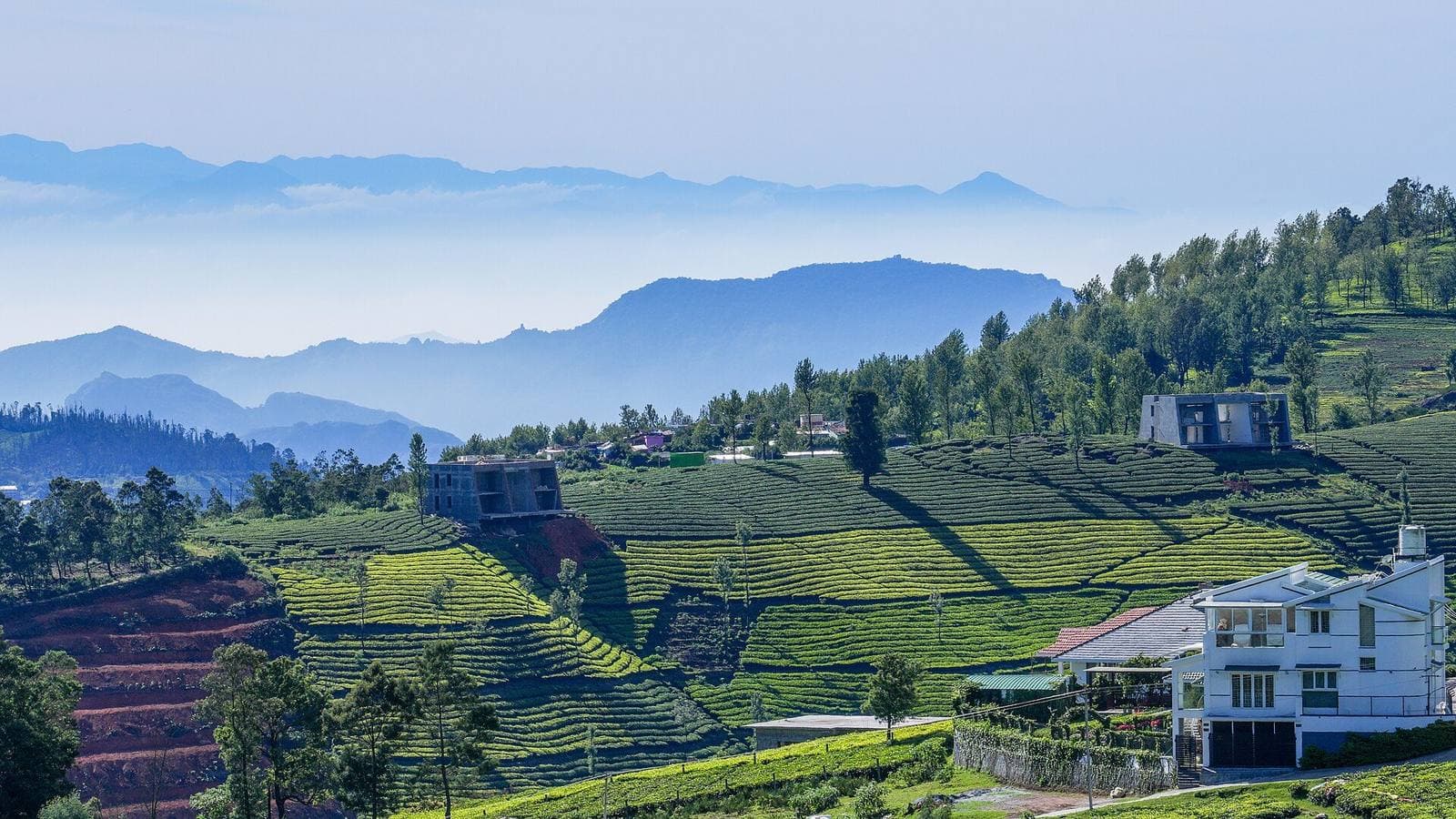 Tea estates on the slopes of the Nilgiri hills near Ooty, with misty ranges behind